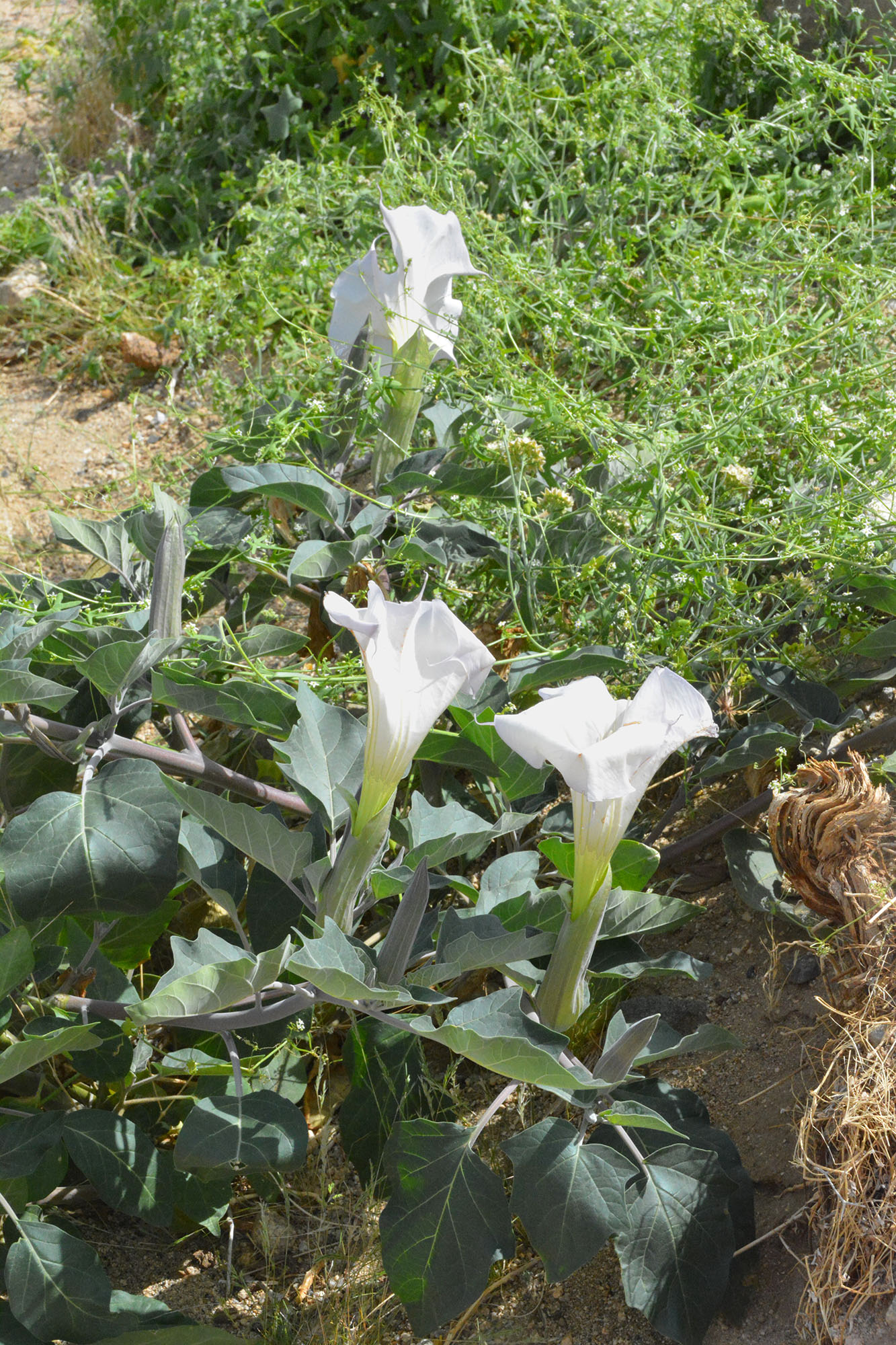 Sacred Datura Datura Wrightii DesertPlants Org