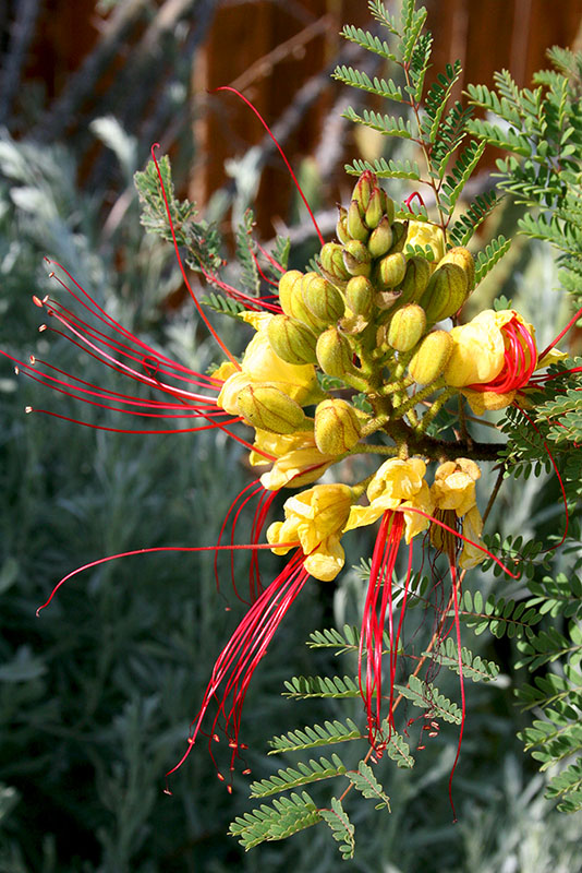 Desert Bird of Paradise (Caesalpinia gilliesii)  DesertPlants.Org